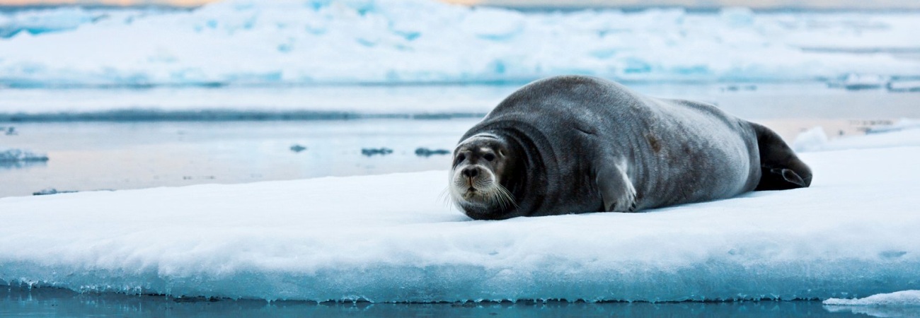 Foto: PolarQuest